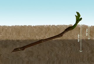 planter une branche de figuier
