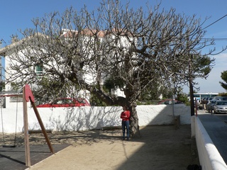 Setjola fig in Children Playpen in Sitges