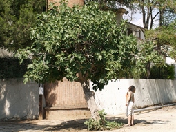 In another place, searching mature figs