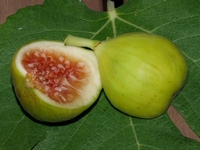 Blanca del Montseny, 24-August-2007