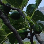 Montseny, Breva 19-May-2007