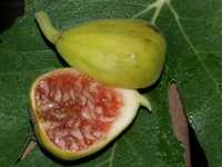 Blanca del Montseny, 27-August-2007