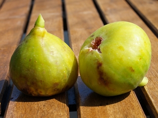 Figues collides al meu terrat