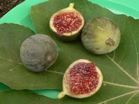Figs harvested at 25-nov-2006, in my terrace. 