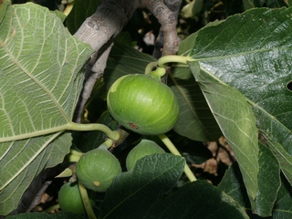 Figs in the tree (Maella 14-August-2007)