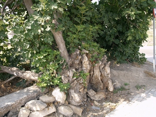 Stump of the fig tree