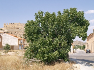 Fig tree at the entry of the village of Maella, rests of the castle in background. 