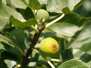 Coll de dama blanca, Ripe figs