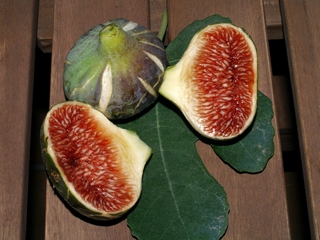 Figs Cendrosa. 13 July 2007