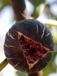 Coll de dama fig, split fig after of raining