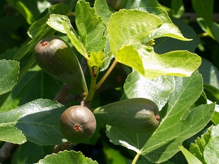 Figues flors de Sant Antoni de Calonge