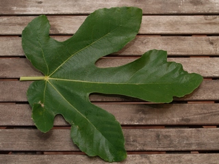 Figa Flor Negra de Sant Antoni de Calonge