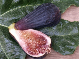 Figa Flor Napolitana