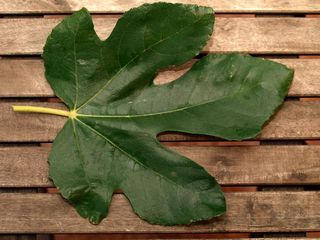 Fulla de la Cul de Ruc 