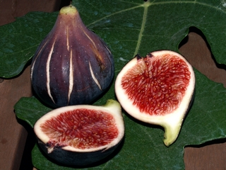 Figs 28 August 2007. (60 gr)