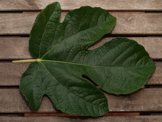 Fulla de la Negra D'agde