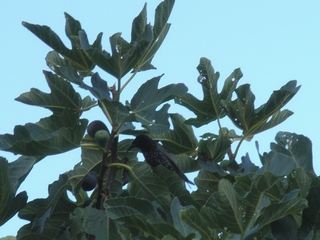 Negra de Sant Antoni de Calonge