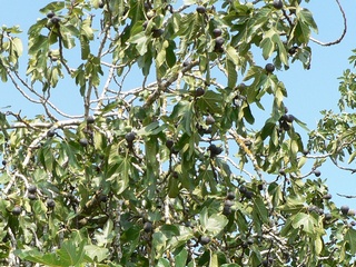 Negra de Sant Antoni de Calonge