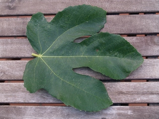 Fulla de la Negra de Sant Antoni de Calonge