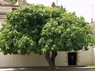 Fig tree  Burjassot placed in the Catalan region of the Oriental Vallès
