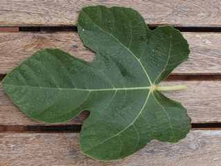 Fulla de la LSU Purple