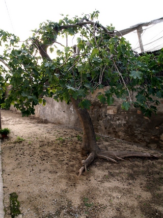 Verdal fig tree, Maresme (Catalonia) 