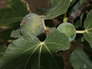 Verdal figs in the tree branches.