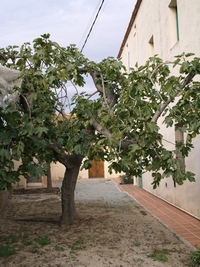 Maresme (Catalonia) Fig Tree