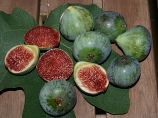 Verdal figs in October, 40 gr. weight average. 