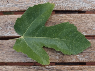 Fulla de la Pellejo de Toro