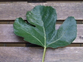 Fulla de la Kinetta Attica