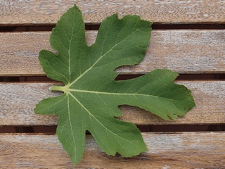 Fulles de Longue d'août