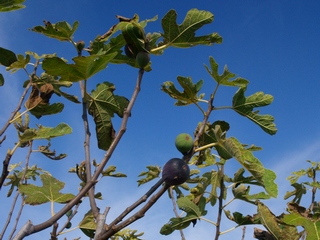 Victoria a Son Mut Nou