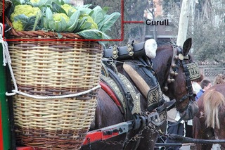 Cucurella