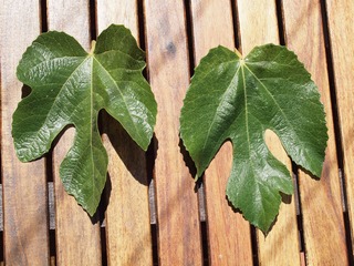 Albacor de molla vermella