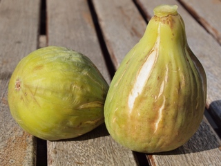 Coll de dama geganta